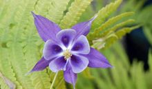 11月18号起财运如虹，一路运势高涨，好运伴身喜事多见的四属相