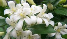 11月19号开始运势节节攀升，喜讯不断，迎来发展黄金期的四属相