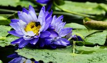 11月20号起时来运转，迎来财运上门，好事来临，一顺百顺的四属相