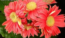 5月18日星座运势：白羊明确目标，狮子拼尽全力，摩羯小心谨慎