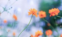 明天起，大富大贵撞大运，3月喜上喜，4月运势红透半边天，生活美满三属相