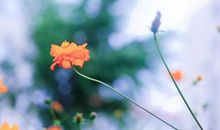 18号起，喜鹊喳喳叫，苦尽甘来入大财，喜事、贵人躲不掉，喜事临门三生肖