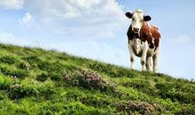 属牛人2019年运势