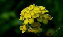 10月21日生肖运势 牛、鸡、猴大吉