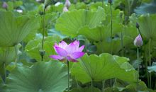 3月15日，财神进门，富贵亨通，喜事连连的四大生肖