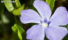 5.18-20星座运势：金牛三思而行，天秤保持冷静，水瓶家庭为重