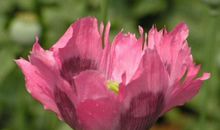 未来一年贵人不请自来，咸鱼翻身，财运飙升，富贵有余的3生肖