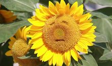 明年起财运红火，贵人相助，事业开展顺利，八方聚财的3大生肖