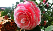 喜鹊报喜，鸿运来到！未来三年事业步步高升，运势如虹的3生肖