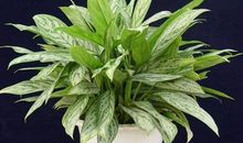 植物也会影响家庭风水，居家必知，养哪种植物对家庭风水好