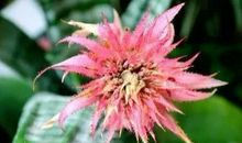 心地善良，善于思考，洞察力极强，头脑最精明的四大生肖女