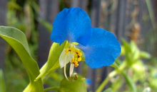 事业马到功成，赚得钱财堆满山的生肖，11月以后掉进存钱罐