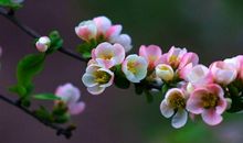 苦日子终于熬出头的3生肖，1月起告别贫困，飞黄腾达大丰收！