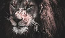 挑战高难度！最难被驯服的血型男