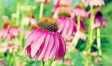 1月30号开始，运势一路上涨，事业步步高升，腰缠万贯的生肖