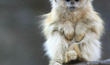 1月30号后，财神到，事业旺，一路发财到2021年的四生肖