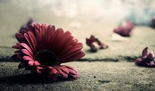 这六大农历日子出生的生肖鸡，一生财运亨通有钱花