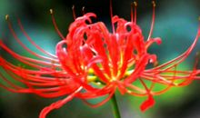 2020年笑口常开的4属相，前途一片光明，财运亨通，生活遍地开花