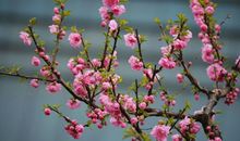 11月中旬开始紫气东来，财运大爆发，好运缠身，富得流油的生肖