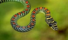 2013年属蛇的人2021年运势 9岁佩戴什么吉祥物好