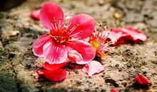 2020鼠年农历四月出生的男孩命运解析，贵人扶持，事业辉煌灿烂