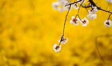 2020年这三生肖紧握财缘，一路行大运发横财，金银元宝装满屋！