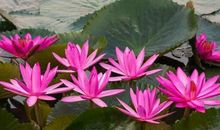 11月下旬，财来运转的4个生肖，金银堆满仓，家中添丁添财