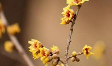 2020鼠年农历六月出生的男孩命运解析，人生中后期事业崭露头角