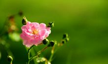 3月下旬喜鹊家门枝头报喜，好事躲不掉的3大生肖