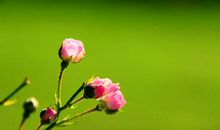 这3大生肖不容小觑，3月过后一鸣惊人，喜事盈门