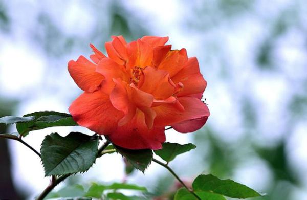 熬到15号喜事到，喜迎转折点，钱财找上门，八方聚大财的3属相