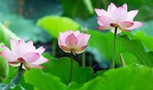 11月上旬，4生肖天降大财，蒸蒸日上，运势上吉