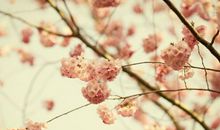 下周开始财运大好，财禄登门，未来富得流油的生肖