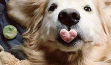 2021年属狗犯太岁送什么礼物好？牛年刑太岁怎么化解？