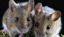 3月2日起，走鸿运，发大财，事业兴旺的五大生肖