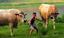 2021年倒霉又破财的生肖？牛年哪些生肖会破财