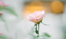 3月下旬，运势由好变差，有着很大逆转的生肖