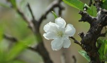 下周起祥云在顶、脚踏黄金，桃花顺风顺水，财运直线上升的四属相