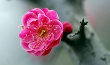 11月上旬3生肖财运水涨船高，财富连发达