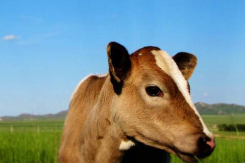 2021年出生的属牛的人命好吗？牛年属牛几月份出生最好命
