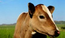 2021年出生的属牛的人命好吗？牛年属牛几月份出生最好命