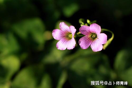 一周5.4—5.10星座运势排行，立夏过后，涅槃的希望来临！ 2