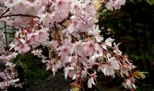 3生肖运势大翻身，11月福门开，财神送财，观音送子，双喜临门！