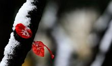 事业顺心，这3生肖会在4月份升职加薪迎娶白富美！