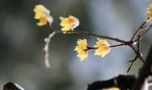 3月份被财神庇佑的四大生肖，来接福了！