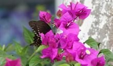 1月底3大生肖不敢惹，越活越富贵，好日子在后头！