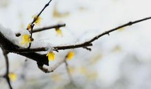 3月开始，喜从天降，日子过的越来越红火的3大生肖