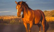 2020年6月生肖属马运势,易受冲太岁以及“栏杆”等凶星影响