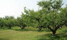 惧怕寒流，到了冬天就会包裹得结结实实，巴不得棉被包身的生肖女