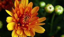 下半年开始财运暴涨，正财横财不断，各种喜事纷纷而来的四属相